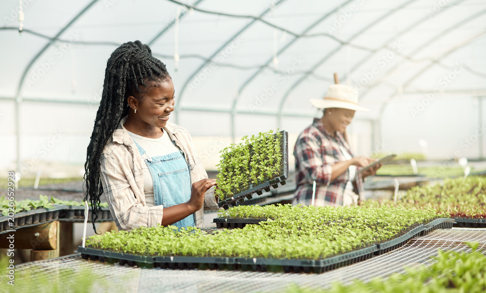 Fototapeta premium Agriculture, tray and woman with plants in greenhouse for sustainable, growth or agro business. Eco friendly, organic and female person with sprouting leaves for horticulture cultivation in nursery.