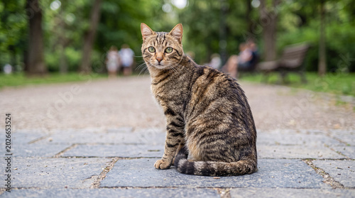 Photos Striking short-haired tabby cat sitting calmly on a paved path, gazing directly at the camera