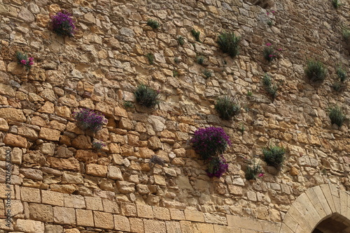 La forza della natura.Piante che spuntano tra le fessure in pietra di un castello