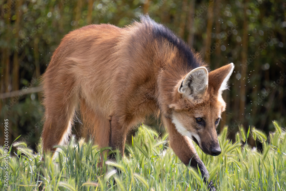 Fototapeta premium Loup à crinière, gros plan, dans un parc