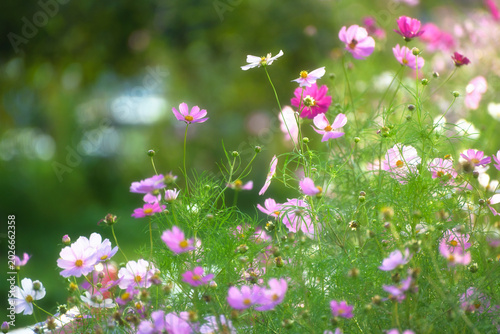 Beautiful cosmos flowers blooming in soft natural light.