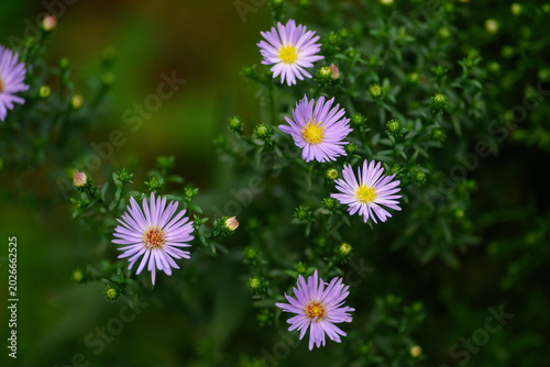Delicate purple flowers growing amidst lush green foliage.