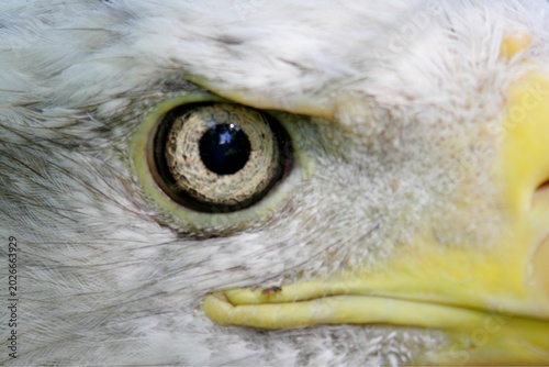 Konstfotografi Extreme close-up of a bald eagle’s eye and beak, revealing intricate feather texture and sharp predatory focus in natural light, symbolizing power, vigilance, and wildlife beauty