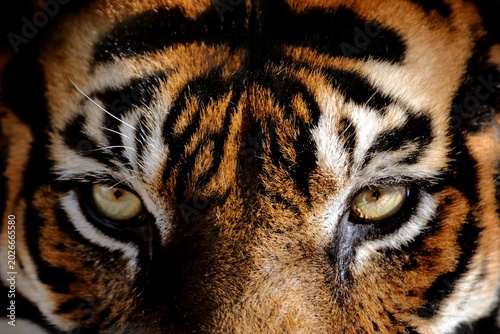 Photography Extreme close-up portrait of a tiger’s intense amber eyes and bold striped fur, captured in dramatic symmetry to highlight the strength and mystery of the wild predator