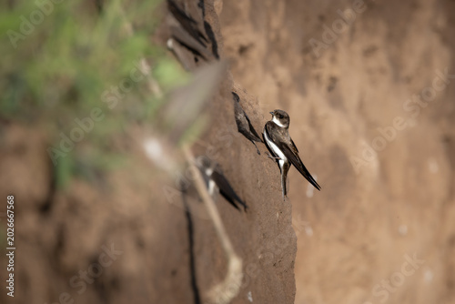 Sand Martin Perched at Nesting Wall – Bird at Breeding Site (Riparia riparia)