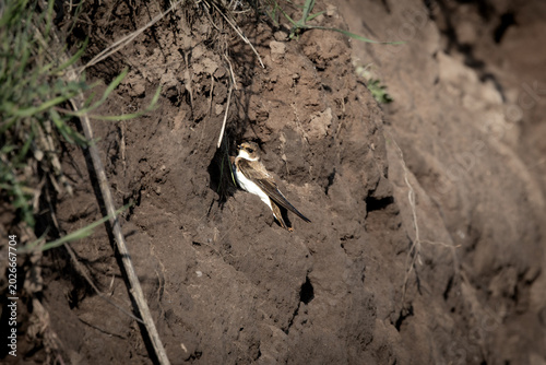 Foto Sand Martin Perched at Nesting Wall – Bird at Breeding Site (Riparia riparia)