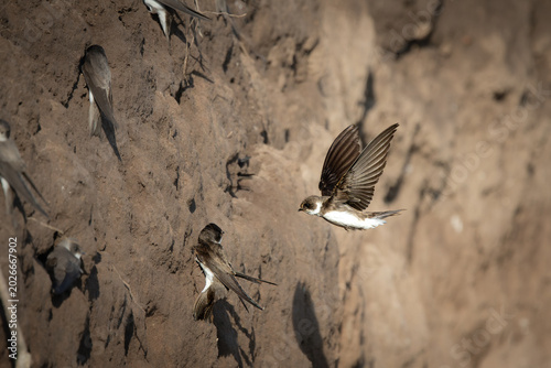 Foto Sand Martin Approaching Nesting Wall in Flight – Dynamic Wildlife Scene (Riparia