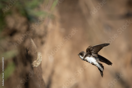 Sand Martin Approaching Nesting Wall in Flight – Dynamic Wildlife Scene (Riparia riparia)
