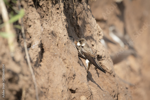 Sand Martin Perched at Nesting Wall – Bird at Breeding Site (Riparia riparia)