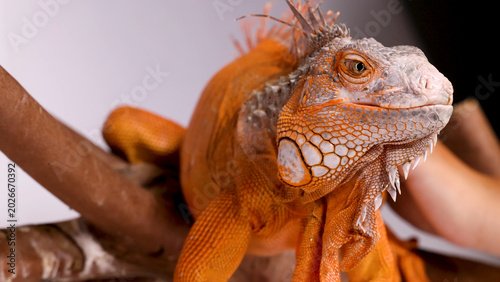 фотографія Close Up of a Vibrant Orange Iguana Perched on a Branch