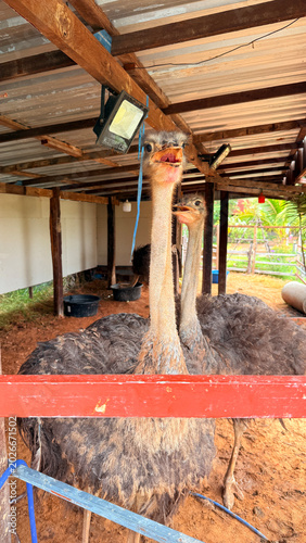 Ostriches are raised for agricultural purposes in Thailand.