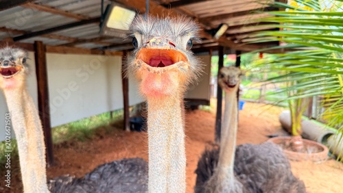 Ostriches are raised for agricultural purposes in Thailand.