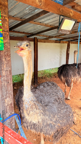 Ostriches are raised for agricultural purposes in Thailand.