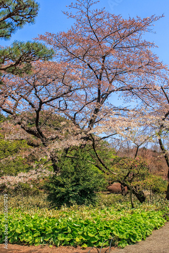 Cherry blossom tree in Japan
