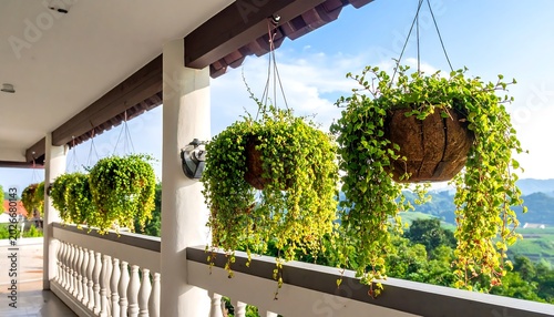 Hanging baskets with vibrant green foliage adorn a sunny outdoor balcony setting