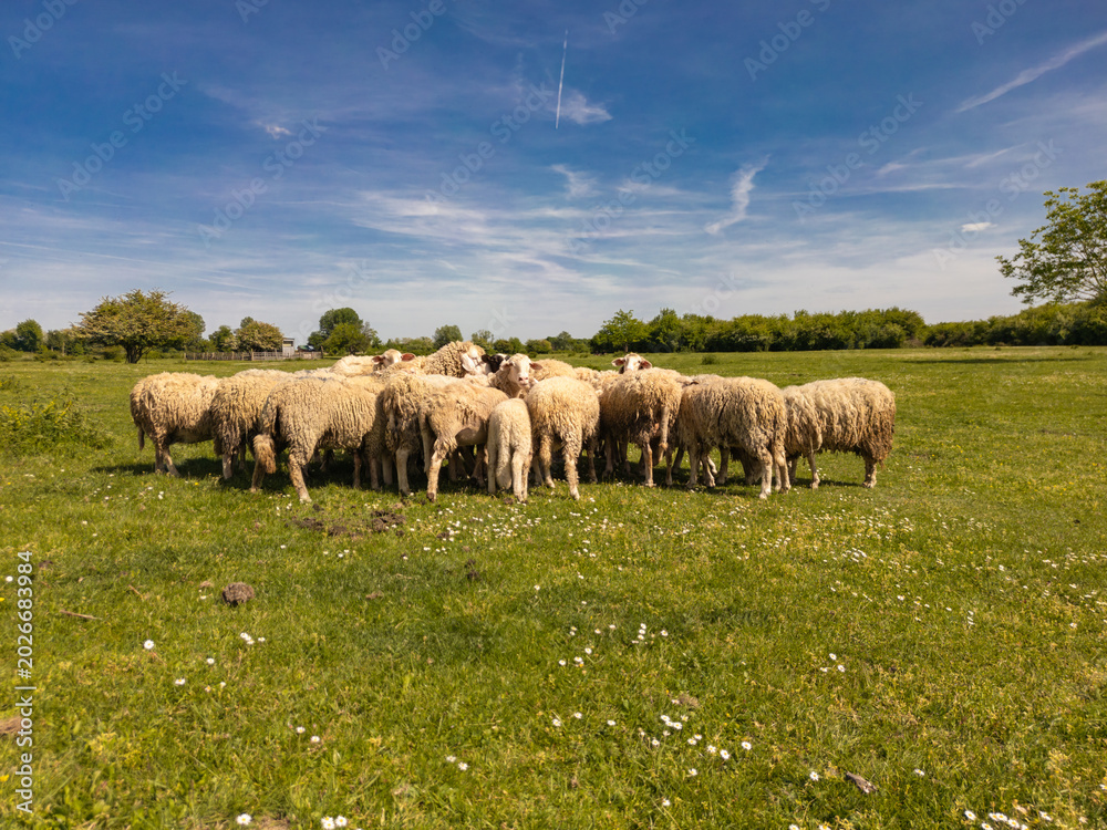 Fototapeta premium Close-up shot of a sheep flock standing together in a green blooming meadow. Beautiful rural scene of farm animals under a blue sky in a peaceful countryside landscape on a sunny summer day.