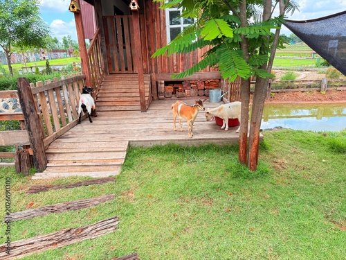 Goats and sheep at the breeding facility.	
