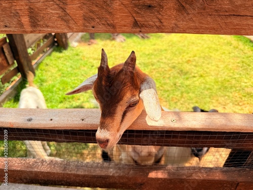 Goats and sheep at the breeding facility.	

