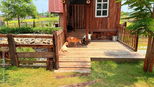Goats and sheep at the breeding facility.	

