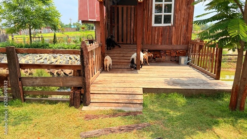 Goats and sheep at the breeding facility.	
