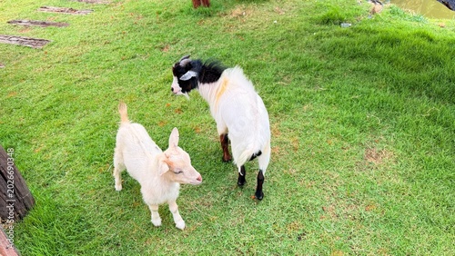 Goats and sheep at the breeding facility.	
