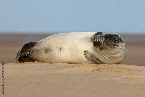Common seal (Phoca vitulina) resting on beach with flipper covering its eyes, Norfolk, England, UK. February. 
