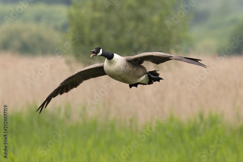 Canada goose (Branta canadensis) in flight, calling, Norfolk, England, UK. May. 