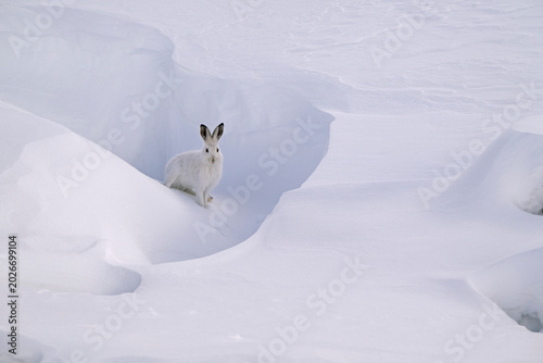 Mountain hare (Lepus timidus) in winter coat, on snow, Gran Paradiso National Park, Aosta valley, Alps, Italy. November. 