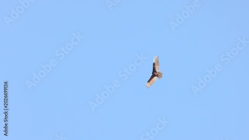 a slow motion tracking clip of a turkey vulture soaring and banking at joshua tree national park in california, usa