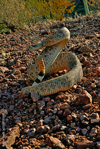 Western diamondback rattlesnake (Crotalus atrox) rearing up, portrait, Organ Pipe Cactus National Monument, Arizona, USA. October. 