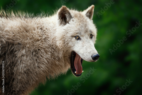 Arctic wolf (Canis lupus tundrarum) beautiful animal in the forest