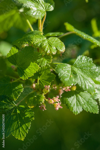 Fotografie Currant blossoms in the garden in spring