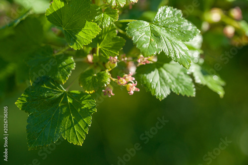 Tableau sur toile Currant blossoms in the garden in spring