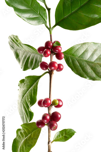 Billede på lærred Ripe red coffee cherries on Coffea arabica branch with green leaves isolated on transparent background with clipping path