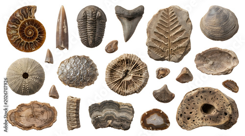 Collection of prehistoric fossils and shells with shark tooth, sea urchin