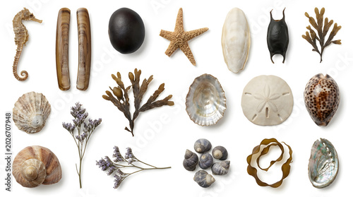 Assortment of natural marine elements including seashells starfish seaweed