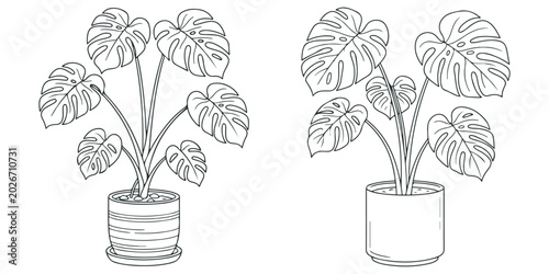 Two monstera plants in pots, houseplant illustrations.