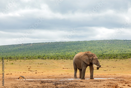 Fotografía Elephant in Addo Elephant Safari Park