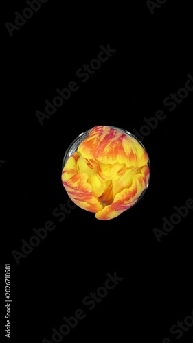 Time lapse of opening orange yellow tulip flower isolated on black background, vertical orientation, top view