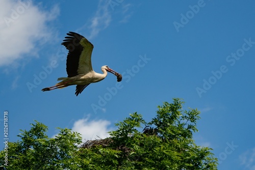 white stork (Ciconia ciconia)
