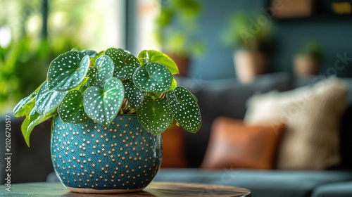 Polka Dot Begonia Potted Plant in Modern Teal Ceramic Planter