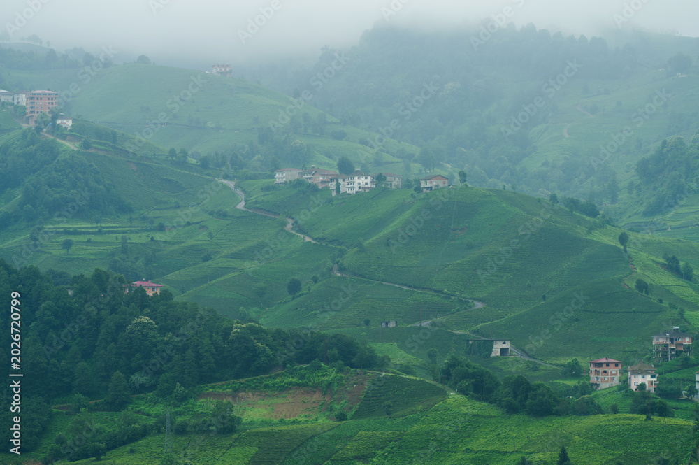 Fototapeta premium Traditional houses and tea terraces on the Black Sea coast, Rize city, Türkiye