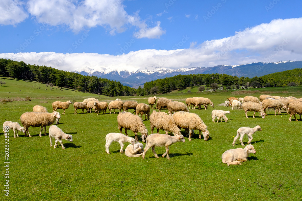 Fototapeta premium Rolling green pasturel with sheep under a calm blue sky in front of the snowy mountaiıns