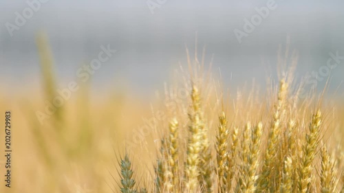 Beautiful Rural Landscape with Golden Wheat