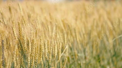 Beautiful Rural Landscape with Golden Wheat