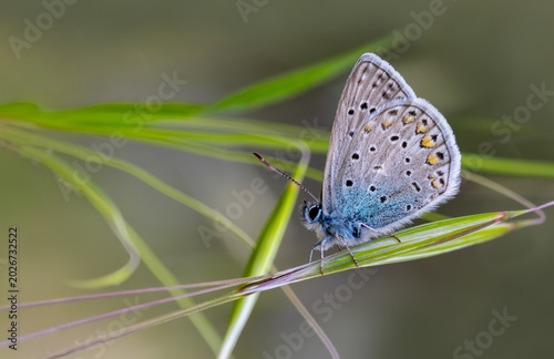 Foto The Many-eyed Blue butterfly (Polyommatus icarus) is on the plant