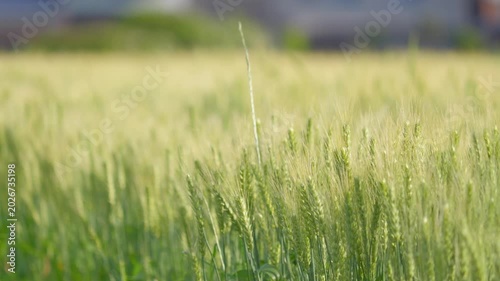 Peaceful Rural Wheat Field with Soft Focus