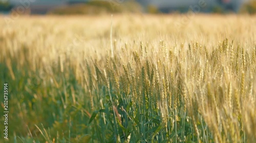 Beautiful Rural Landscape with Golden Wheat