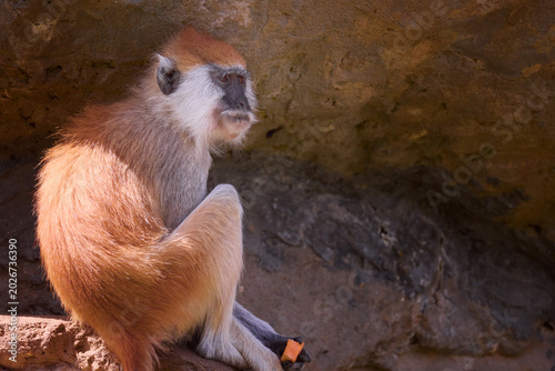 Foto monkey