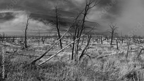 The aftermath of a forest fire in California,, Black and white style move
